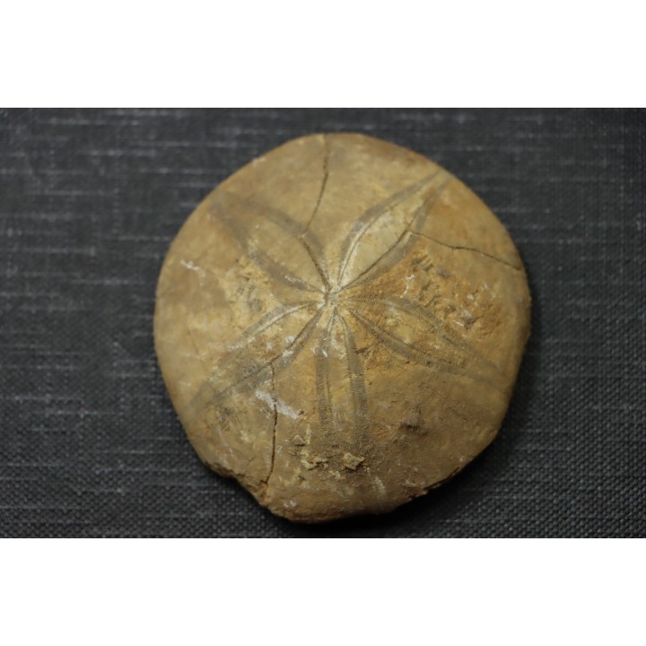 Mepygurus depressus - lower callovian - Mamers, 72 - FRANCE