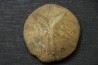 Mepygurus depressus callovien inf Mamers, 72 - FRANCE
