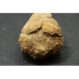 Rhabdocidaris guttata  callovien sup  "assise des careaux"  Mortagne au Perche, 61 - FRANCE