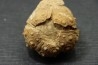 Rhabdocidaris guttata  callovien sup  "assise des careaux"  Mortagne au Perche, 61 - FRANCE