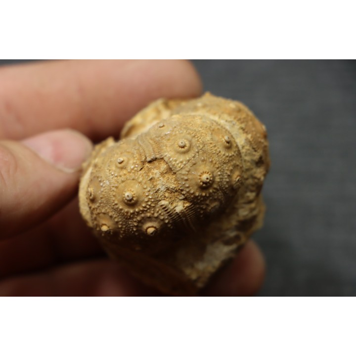 Rhabdocidaris guttata  callovien sup  "assise des careaux"  Mortagne au Perche, 61 - FRANCE