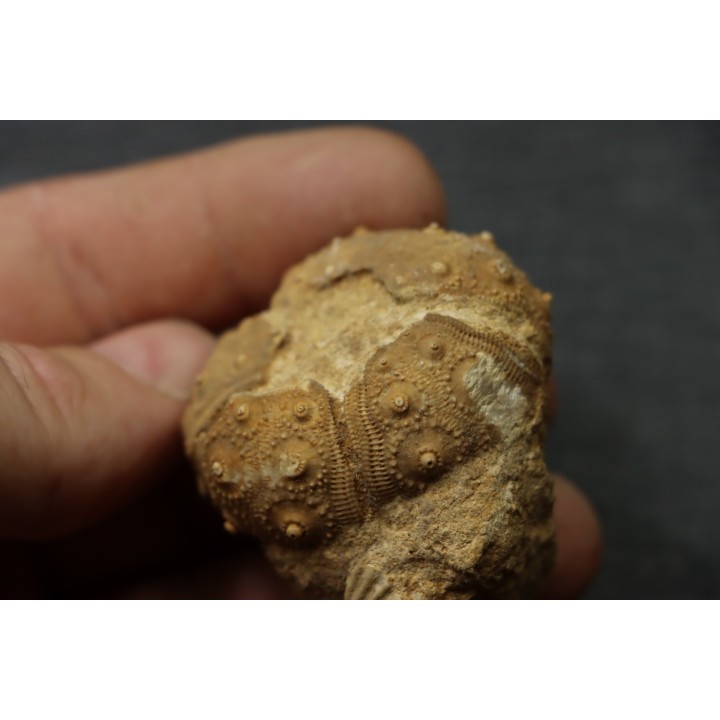 Rhabdocidaris guttata  callovien sup  "assise des careaux"  Mortagne au Perche, 61 - FRANCE