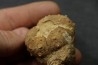 Rhabdocidaris guttata  callovien sup  "assise des careaux"  Mortagne au Perche, 61 - FRANCE