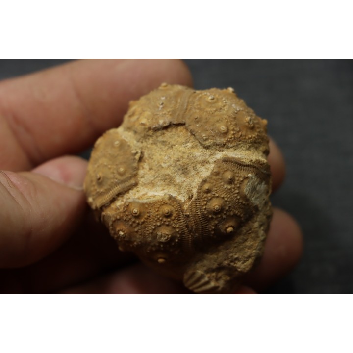 Rhabdocidaris guttata  callovien sup  "assise des careaux"  Mortagne au Perche, 61 - FRANCE