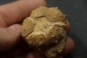 Rhabdocidaris guttata - upper callovian  "assise des careaux"  Mortagne au Perche, 61 - FRANCE