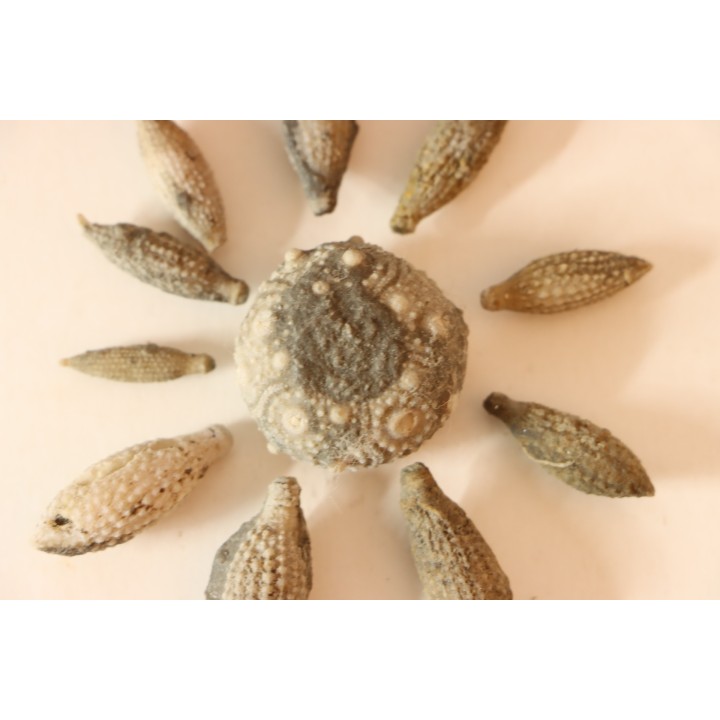 Caenocidaris cucumifera - Bajocien  Culoz (Ain) - FRANCE