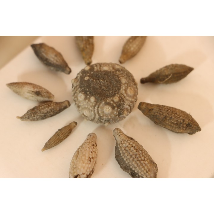 Caenocidaris cucumifera - Bajocien  Culoz (Ain) - FRANCE