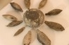 Caenocidaris cucumifera - Bajocien Culoz (Ain) - FRANCE