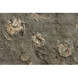 polydiadema ambiguum  avec radioles - stomechinus sp - Bajocien - Aran, Suisse