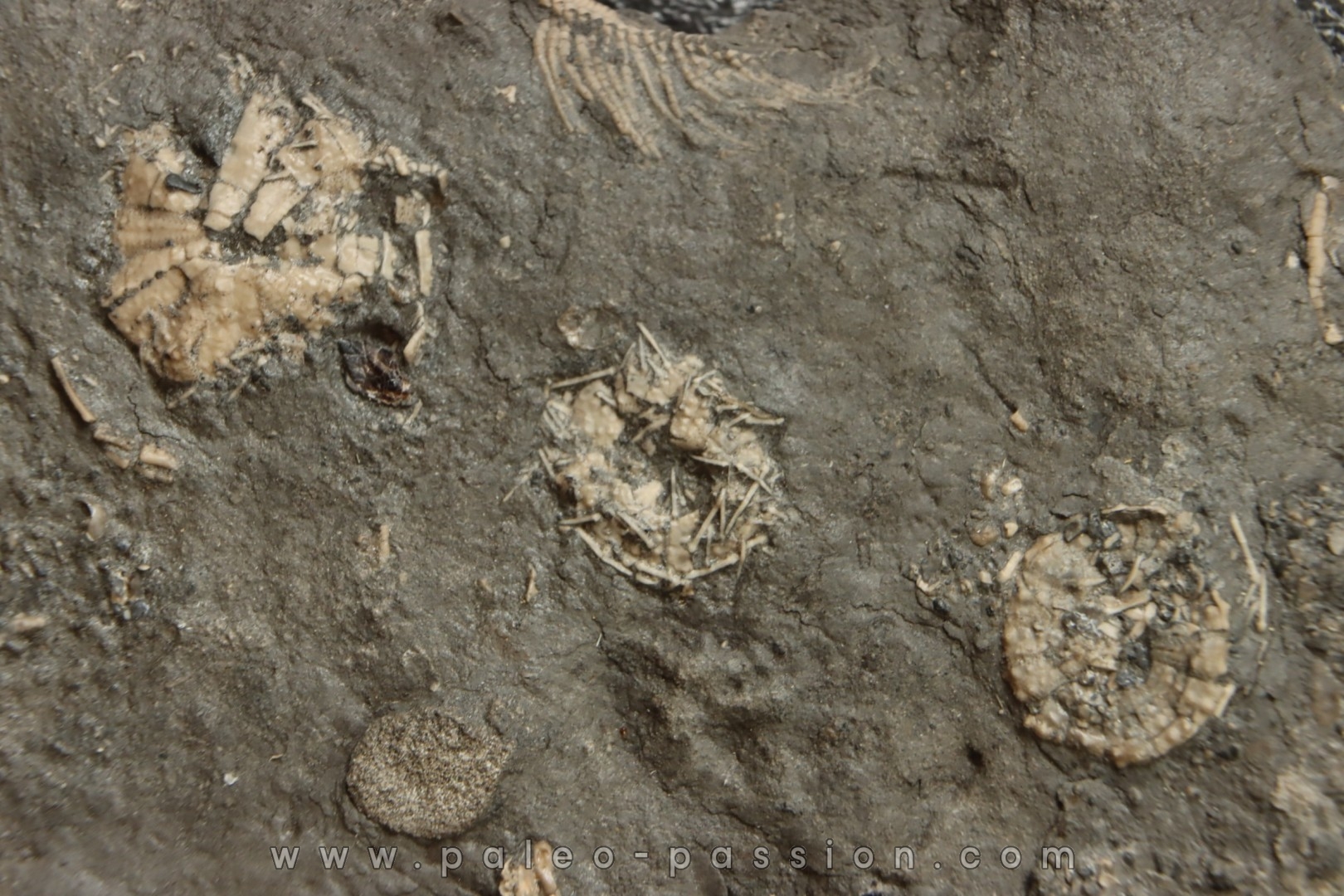 polydiadema ambiguum avec radioles - stomechinus sp - Bajocien - Aran, Suisse