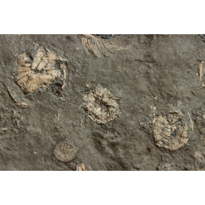 polydiadema ambiguum with radioles and  stomechinus sp - Bajocian - Aran, Swiss