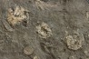 polydiadema ambiguum avec radioles - stomechinus sp - Bajocien - Aran, Suisse