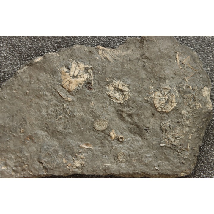 polydiadema ambiguum  avec radioles - stomechinus sp - Bajocien - Aran, Suisse