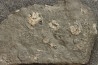 polydiadema ambiguum avec radioles - stomechinus sp - Bajocien - Aran, Suisse