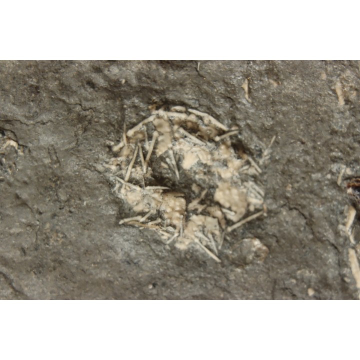 polydiadema ambiguum with radioles and  stomechinus sp - Bajocian - Aran, Swiss