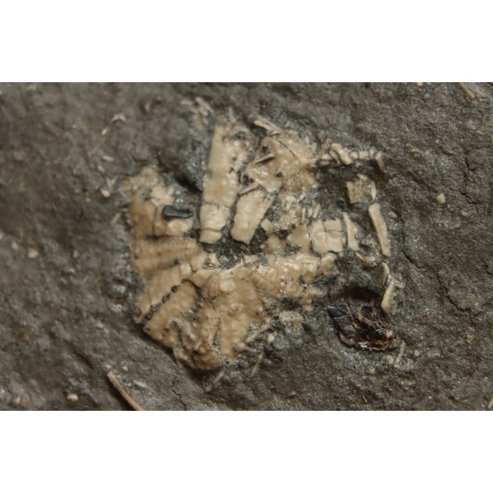 polydiadema ambiguum with radioles and  stomechinus sp - Bajocian - Aran, Swiss