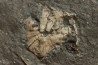 polydiadema ambiguum avec radioles - stomechinus sp - Bajocien - Aran, Suisse
