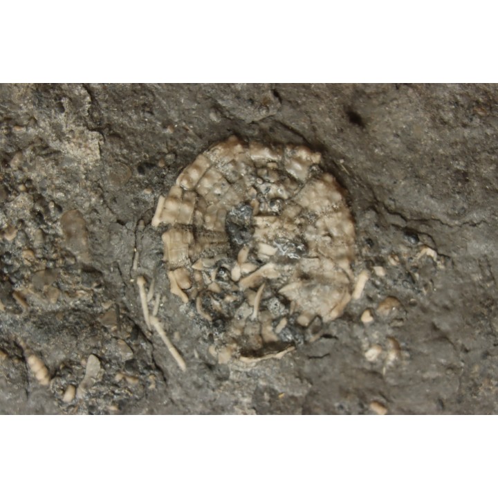 polydiadema ambiguum with radioles and  stomechinus sp - Bajocian - Aran, Swiss