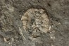 polydiadema ambiguum with radioles and stomechinus sp - Bajocian - Aran, Swiss