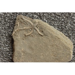 Ophiomusium gagnebini - Oxfordian - Weissenstein, Solsure , Swiss