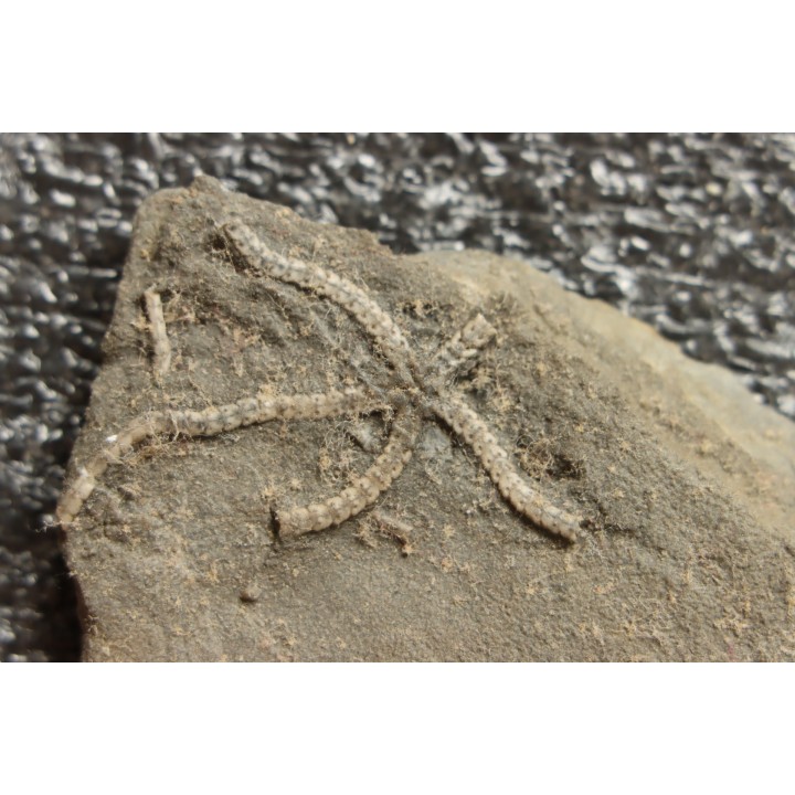 Ophiomusium gagnebini - Oxfordian - Weissenstein, Solsure , Swiss