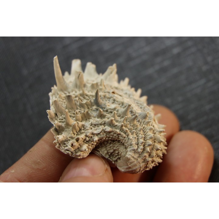 Crepidula (bostrycapulus) chamnessi  Pliocene  Fort drum crystal mine, Floride, USA