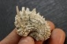 Crepidula (bostrycapulus) chamnessi  Pliocene  Fort drum crystal mine, Floride, USA