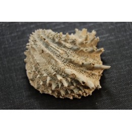 Crepidula (bostrycapulus) chamnessi - Pliocene - Fort drum crystal mine, Florida, USA