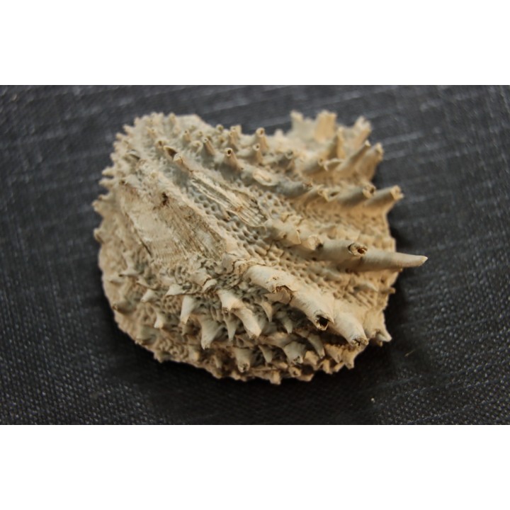 Crepidula (bostrycapulus) chamnessi - Pliocene - Fort drum crystal mine, Florida, USA