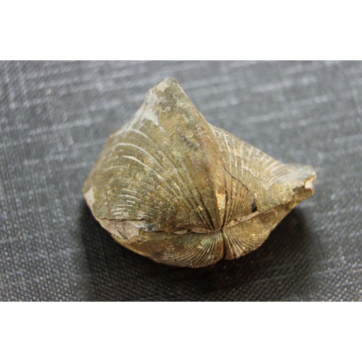 BRACHIOPODE PARASPIRIFER BOWNOCKERI - Dévonien moyen - Silica formation - LUCAS Co, OHIO, USA