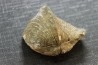 BRACHIOPODE PARASPIRIFER BOWNOCKERI - Dévonien moyen - Silica formation - LUCAS Co, OHIO, USA
