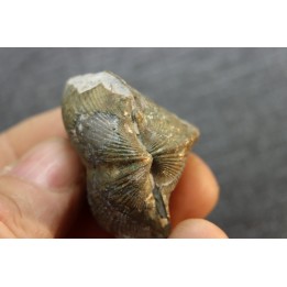 PARASPIRIFER BOWNOCKERI // middle Devonian // Silica formation // LUCAS Co, OHIO, USA