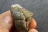 PARASPIRIFER BOWNOCKERI // middle Devonian // Silica formation // LUCAS Co, OHIO, USA