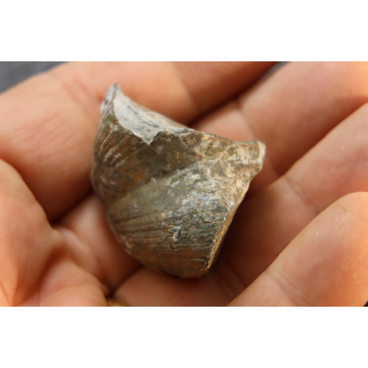 PARASPIRIFER BOWNOCKERI // middle Devonian // Silica formation // LUCAS Co, OHIO, USA