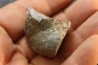 BRACHIOPODE PARASPIRIFER BOWNOCKERI - Dévonien moyen - Silica formation - LUCAS Co, OHIO, USA