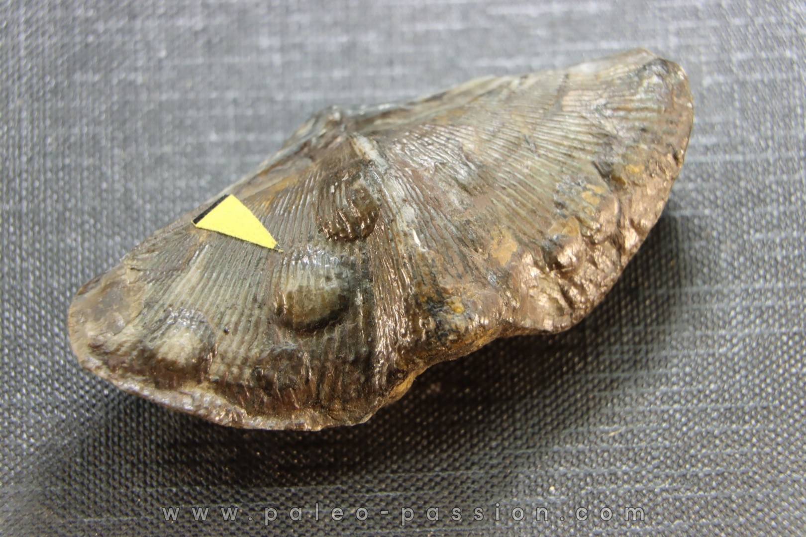 CYRTOSPIRIFER VERNEUILLI et petrocrania sp. Devonien - Barvaux Belgique