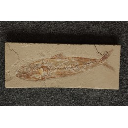 Phylactocephalus microlepis (David, 1887) - Cénomanien - Hgula - Byblos - LIBAN