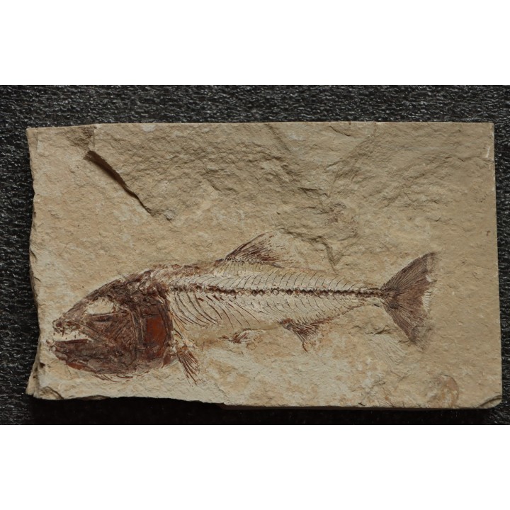 Enchodus marchasettii (Kramberger, 1895) - Cénomanien - Haquel - Byblos - LIBAN