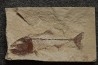 Enchodus marchasettii (Kramberger, 1895) - Cénomanien - Haquel - Byblos - LIBAN