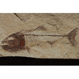 Enchodus marchasettii (Kramberger, 1895) - Cénomanien - Haquel - Byblos - LIBAN