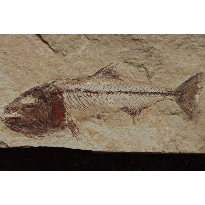 Enchodus marchasettii (Kramberger, 1895) - Cénomanian  Hakil - Byblos - LIBANON