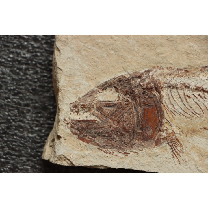 Enchodus marchasettii (Kramberger, 1895) - Cénomanien - Haquel - Byblos - LIBAN