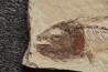 Enchodus marchasettii (Kramberger, 1895) - Cénomanien - Haquel - Byblos - LIBAN