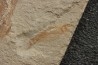 Prionolepis cataphractus (Pictet & Humbert, 1866) - Cénomanian Hgula - Byblos - LIBANON