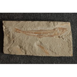 Prionolepis cataphractus (Pictet & Humbert, 1866) - Cénomanien - Hgula - Byblos - LIBAN