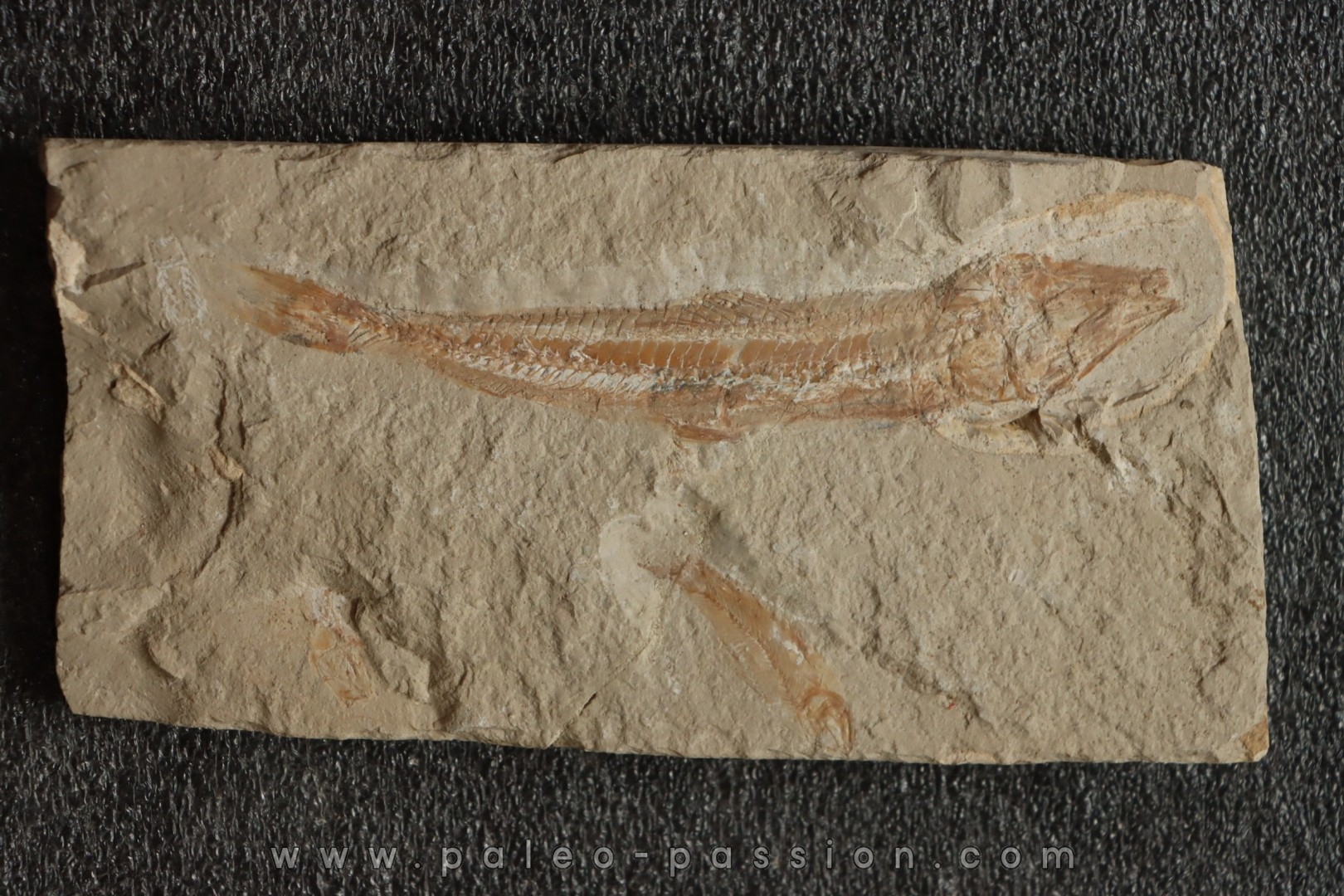 Prionolepis cataphractus (Pictet & Humbert, 1866) - Cénomanian Hgula - Byblos - LIBANON