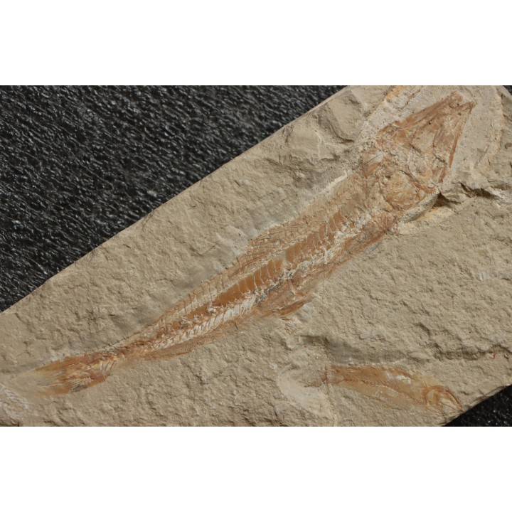 Prionolepis cataphractus (Pictet & Humbert, 1866) - Cénomanian  Hgula - Byblos - LIBANON