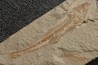 Prionolepis cataphractus (Pictet & Humbert, 1866) - Cénomanian Hgula - Byblos - LIBANON