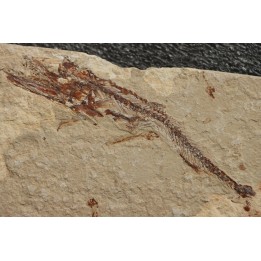 Eurypholys boisieri (Pictet, 1850) - Cénomanien - Haquel - Byblos - LIBAN