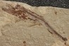 Eurypholys boisieri (Pictet, 1850) - Cénomanien - Haquel - Byblos - LIBAN